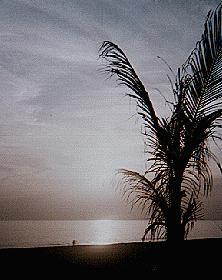 [Gulf Drive]